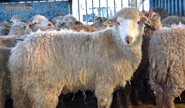 27 bin hayvan çiftçiye neden verilmedi?