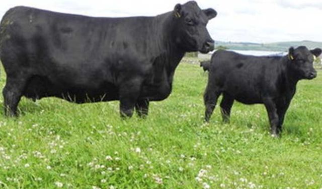 Aberdeen Angus ırkını tanıyalım