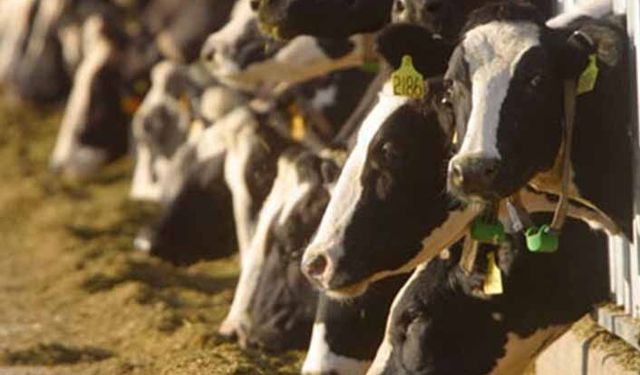 Bu destekle hayvancılığı ülkemizde geliştiremeyiz!