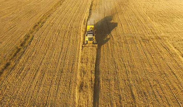 Buğday ekim alanı daraldı açık rekolte artışıyla telafi edilecek!