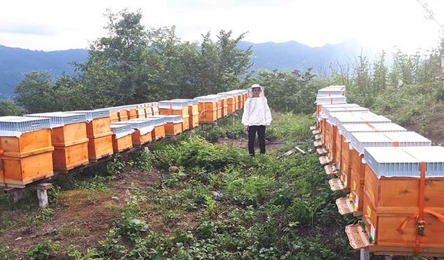 Gezginci arıcılıkta nelere dikkat edilecek?