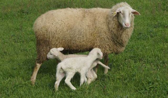 Hayvancılık desteklemelerinde değişliğe gidildi