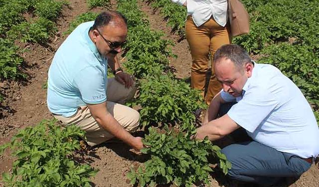 İl müdürü patates tarlalarını kontrol etti