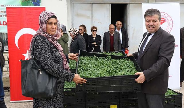 Kadın eli değdi sebze kurudu domates un oldu