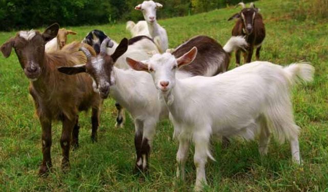 Koyun-keçi çiçeği hastalığı hangi bölgelerde görüldü?