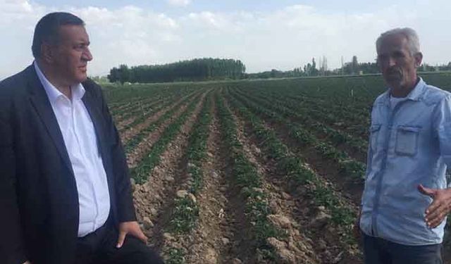 Patateste üretim maliyeti ikiye katladı!