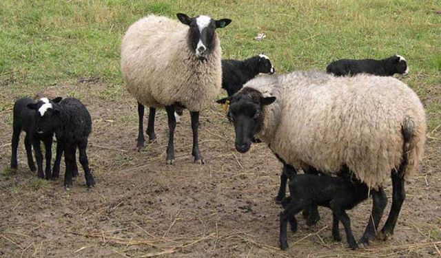 Romanov Koyunu et tüketiminde tercihleri değiştirebilir mi?