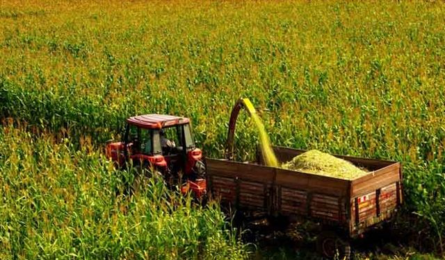 Silajlık Mısır Tarımı