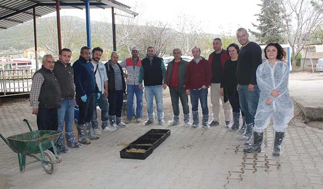 Süt sığırlarında besleme ve rasyon hazırlama eğitimi!