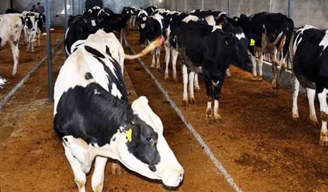 Tarım Bakanlığı hayvan hastalıklarına karşı hangi projeleri yürütüyor?