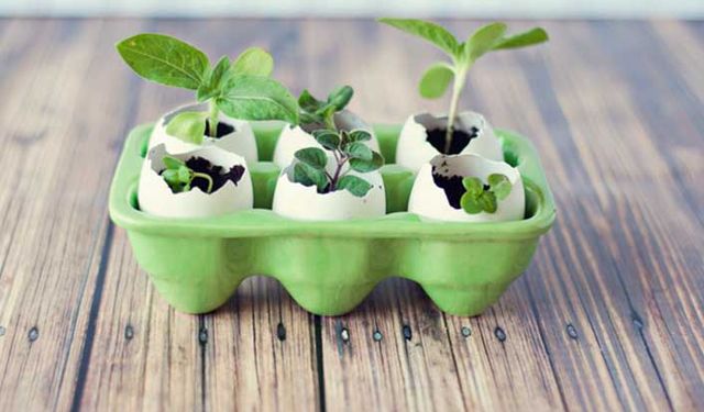 Üniversiteler tohumda nal topladı!