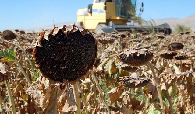 Yağlı tohum destekleri neden ödenmiyor?