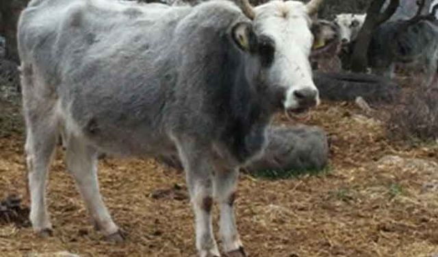 Yerli Sığır Irkları