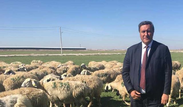 Yonca 12 liradan 30 liraya çıktı hayvancılık tehlikede!