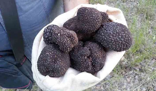 5-6 yıl önce kimse bilmiyordu şimdi 357 hektar alanda üretimi yapılıyor!