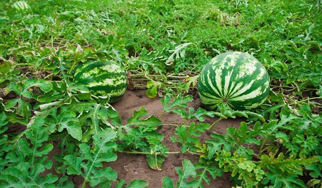 Antalya'da karpuz üretimi arttı