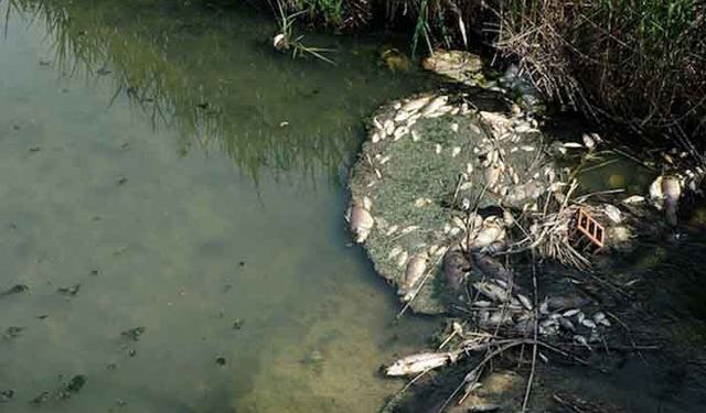 Bakanlıktan balık ölümleriyle ilgili açıklama
