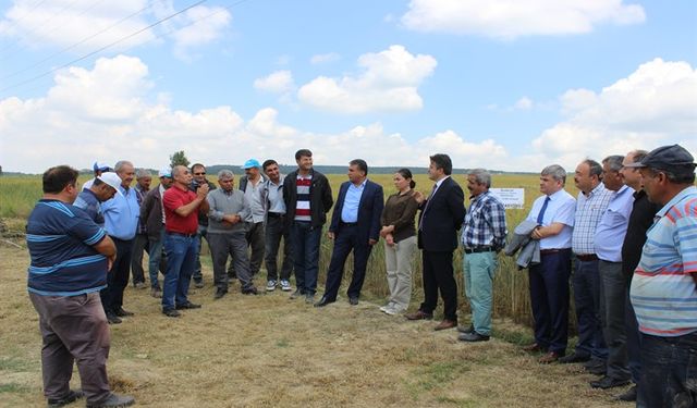 Makarnalık buğdayda 'Dumlupınar' çeşidi çiftçiyi umutlandırdı