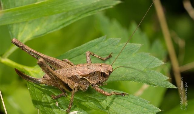 Çiftçinin kabusu etçil ve otçul çekirgeye karşı ne yapılmalı?