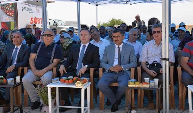 Domates üreticileri kooperatif kurdu!
