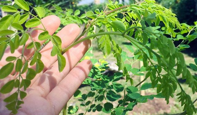 Dünyanın mucize bitkisi Moringa için deneme bahçeleri kuruldu