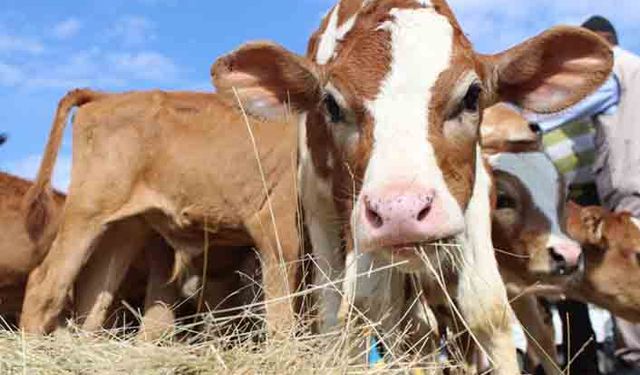 Etçi ırk buzağıya 750 lira destek verilecek