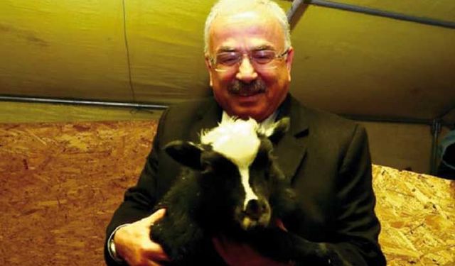 Fındık bahçelerinde küçükbaş hayvancılık yapılacak