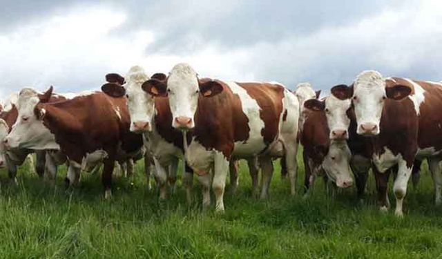 Hayvancılık desteklerinde önemli değişiklik