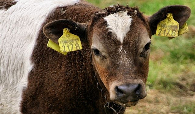 Hayvancılıkta akıllı küpe dönemi başlıyor