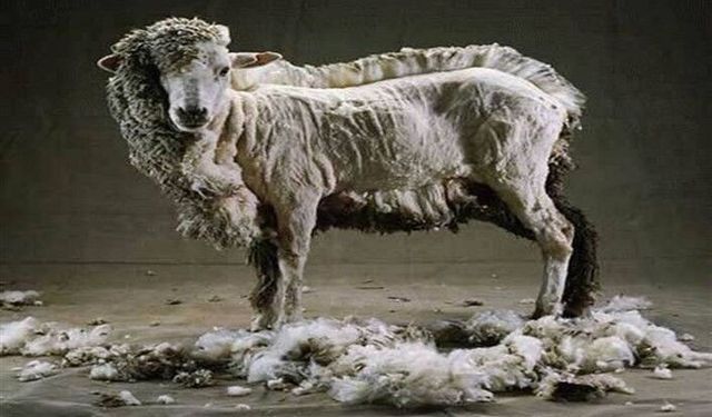 Koyun kırkımı ne zaman ve nasıl yapılmalı?