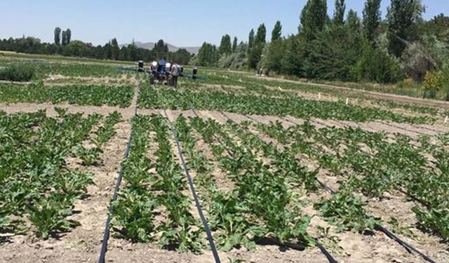 Pancar tarımında damla sulama sistemi yaygınlaştırılıyor