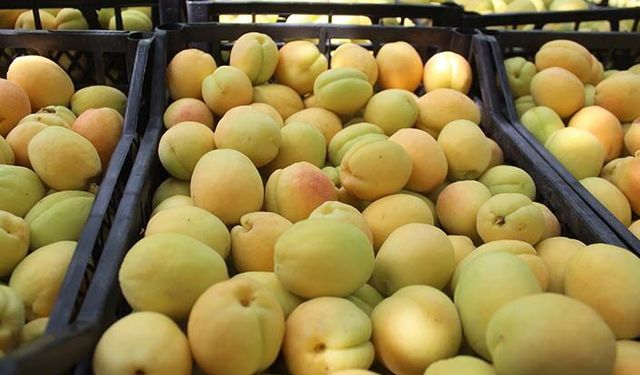 Şalak kayısısının tadına bakan unutamıyor