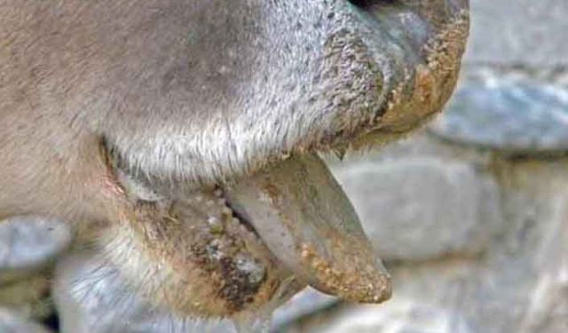 Şap Hastalığı İle Mücadele Yöntemleri