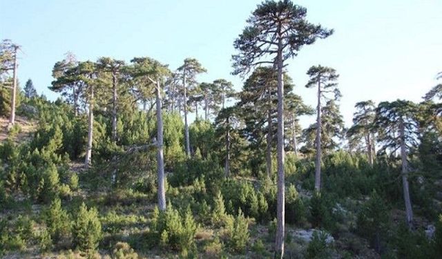 Tarım Bakanlığı'ndan 'Karaçam Ağaçları' açıklaması