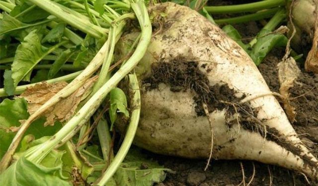 Tarım Bakanlığı pancar üretiminde yüzde 11.4 artış bekliyor