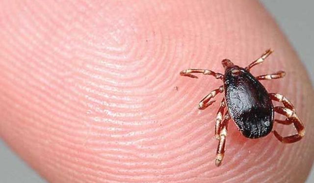 Tarım Bakanlığı uyardı Türkiye'de 32 kene türü var!