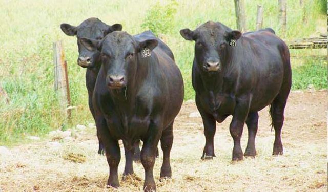 Türkiye hangi ülkelerden canlı hayvan ithal etti?