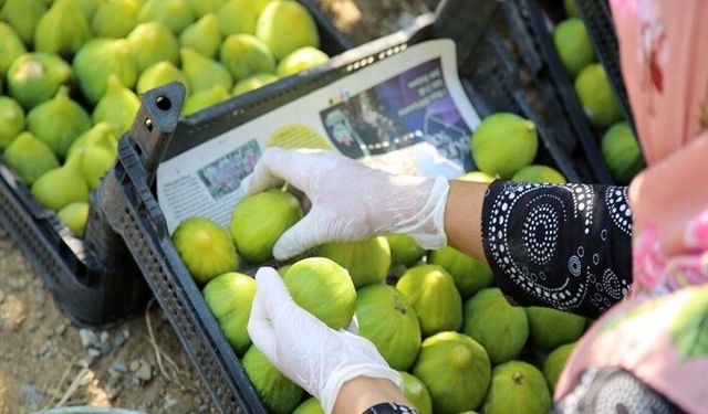 Yediveren İnciri'nde hasat başladı