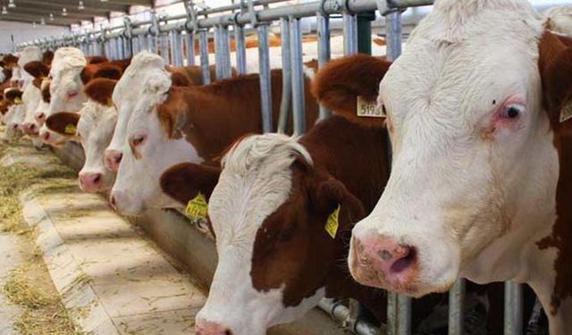 Yok böyle bir ithalat! Et tüketiminin düştüğü 2018 yılında ithalat rekoru kırıldı!