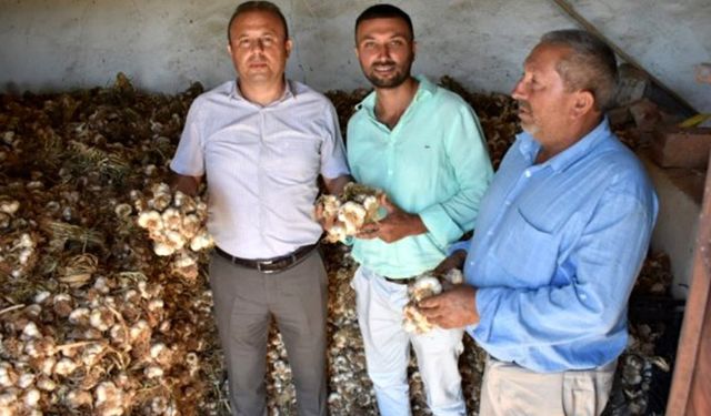 Aksaraylı üreticiler sarımsağı ihraç edecek