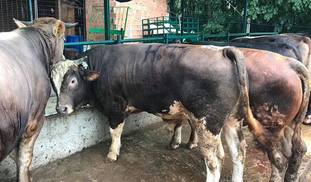 Besicilere müjde! ESK kesimlere başlıyor!