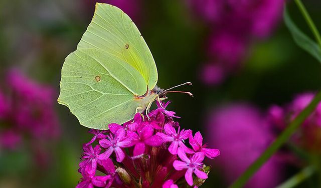 Burdur'da yeni bir kelebek türü