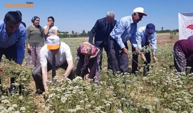 Denizli’de kekik hasat şenliği yapıldı