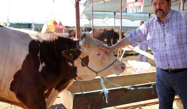 Devlet isterse 3 yıl içinde hayvancılığı çözer