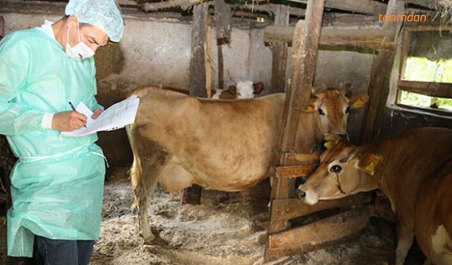 Hayvan hastalıklarıyla nasıl mücadele edilecek? Aşı paralı hale geliyor!