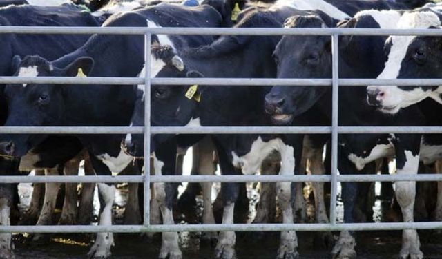 Hayvan refahı için 7 dinlenme istasyonu kurulacak