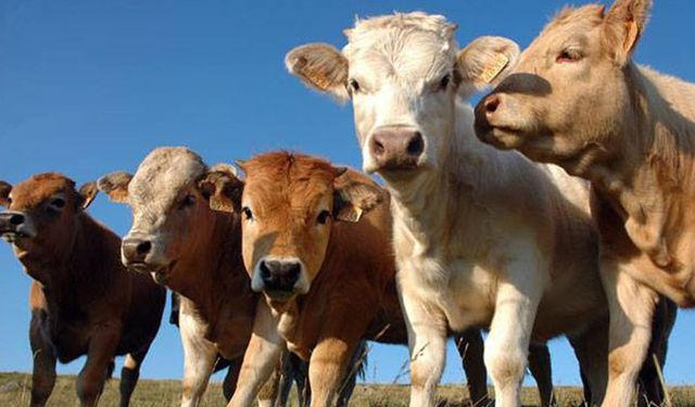 Hayvancılıkta plansız ithalat krizi büyüyor!