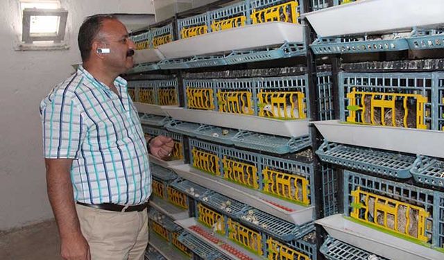 Iğdır’da örnek yatırım bıldırcın çiftliği