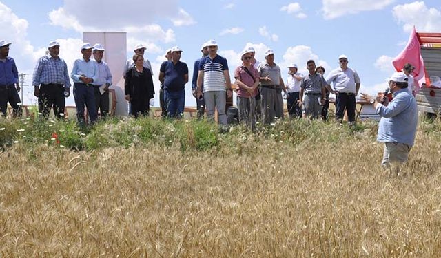 Kuraklığa toleranslı buğday çeşitleri için tarla günü!