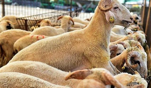Kurbanlık hayvanlarda pasaport uyarısı!